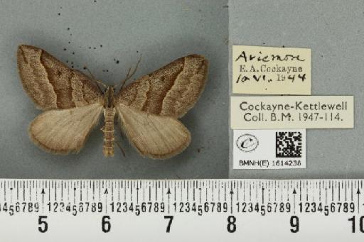 Scotopteryx mucronata scotica (Cockayne, 1940) - BMNHE_1614238_303628