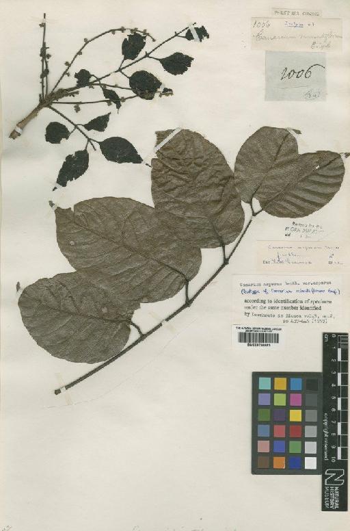 Canarium asperum var. asperum Benth. - BM000798920