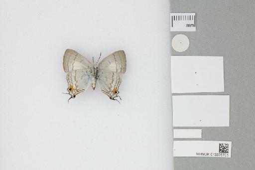 Hypolycaena phorbas purpura Tennent, 2016 - 013376701_Hypolycaena_phorbas_purpura_Tennent_2016_PT_1