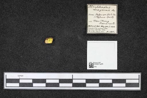 Asteracanthus magnus Agassiz, 1838 - 010023429_L010040477