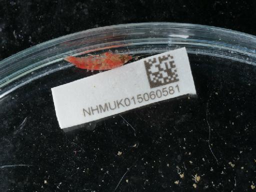 Dexamine spinosa parvorder Synopiidira (Montagu, 1813) - 015060581_2