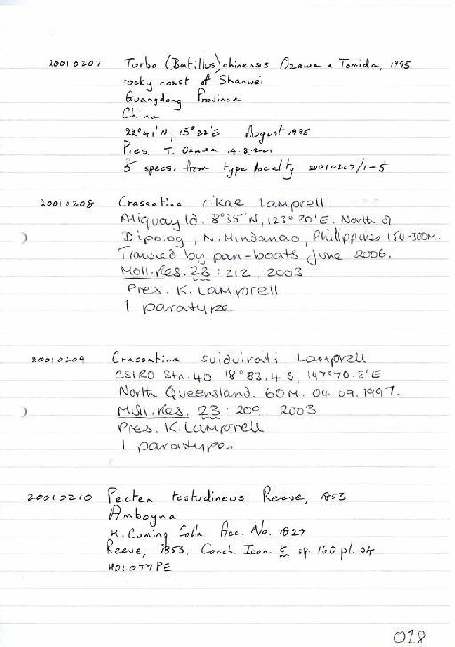 Turbo (Batillus) chinensis Ozawa & Tomida, 1995 - Zoology Accessions Register: Mollusca: 2001: page 18