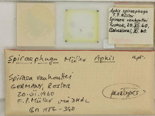 Aphis (Medoralis) spiraephaga Muller, 1961 - 014227588_additional