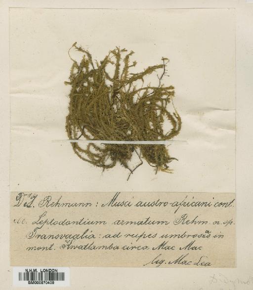 Leptodontium viticulosoides (P.Beauv.) Wijk & Margad. - BM000870408
