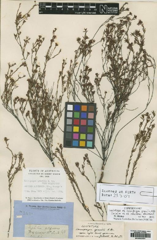 Leucopogon gracilis R.Br. - BM000929084