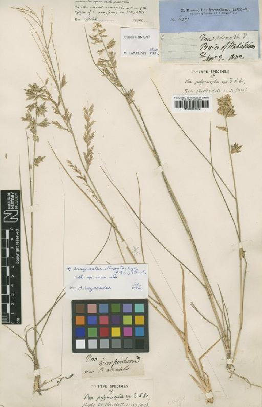 Eragrostis stenostachya (R.Br.) Steud. - BM000991645
