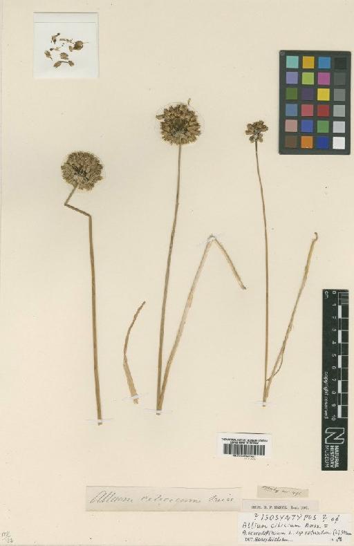 Allium rotundum L. - BM000797787