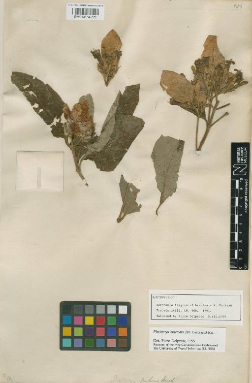 Pinckneya bracteata (W.Bartram) Raf. - 014154722