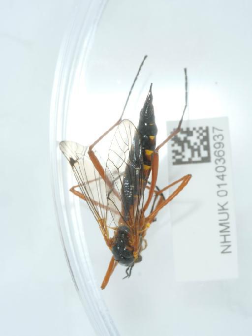 Ctenophora (Ctenophora) pectinicornis (Linnaeus, 1758) - 014036937_2