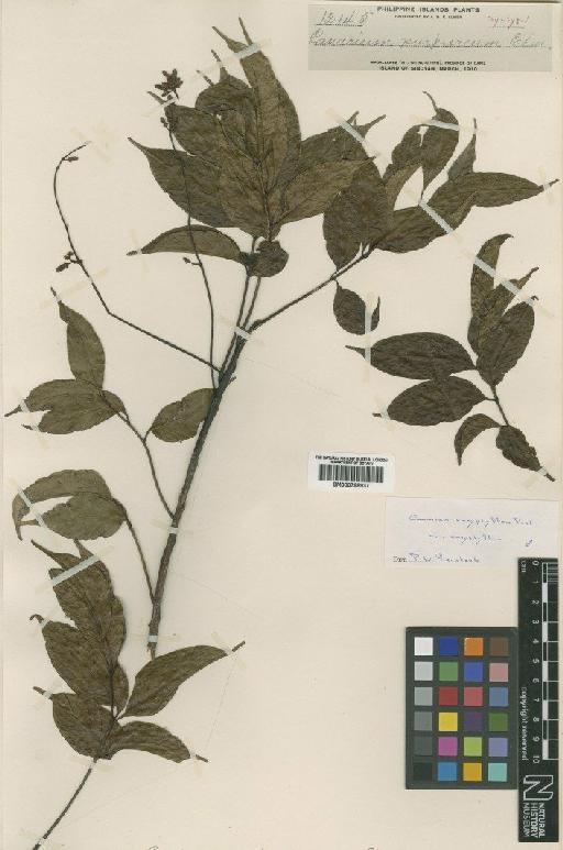 Canarium euryphyllum var. euryphyllum Perkins - BM000798937