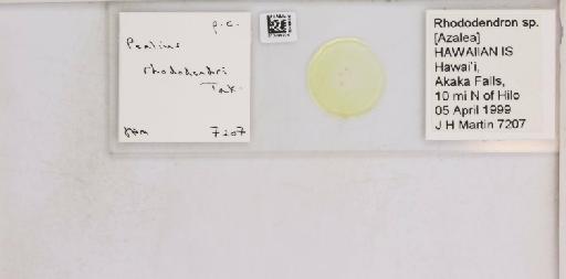 Pealius rhododendrae Takahashi, 1935 - 013488229_117725_1092324_157842_NonType