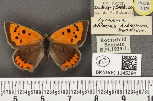 Lycaena phlaeas hibernica Goodson, 1948 - BMNHE_1145384_108727