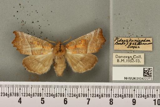Scoliopteryx libatrix (Linnaeus, 1758) - NHMUK_010422273_535423