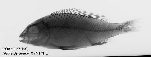 Tilapia dardennii Boulenger, 1899 - BMNH 1899.11.27.106, SYNTYPE, Tilapia dardennii Radiograph