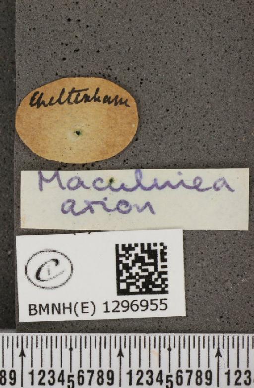 Maculinea arion eutyphron (Fruhstorfer, 1915) - BMNHE_1296955_label_134277