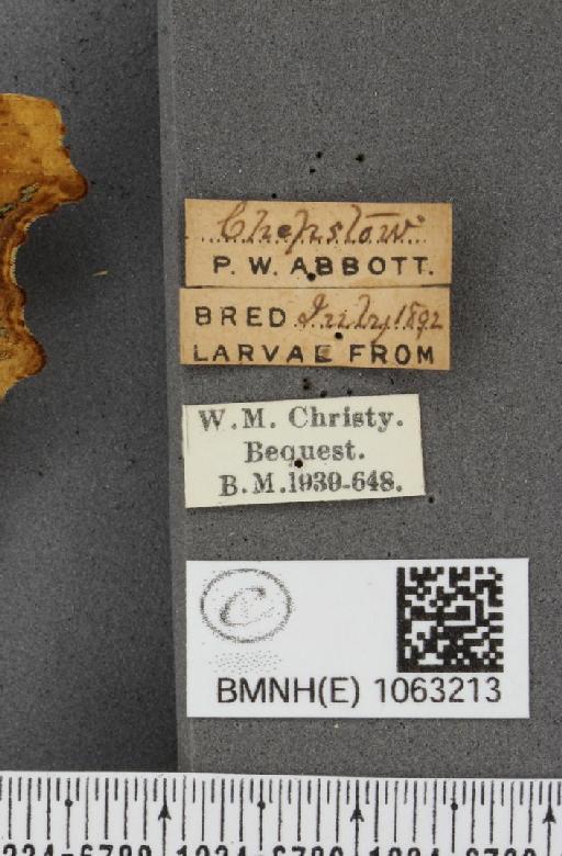 Polygonia c-album (Linnaeus, 1758) - BMNHE_1063213_label_24198