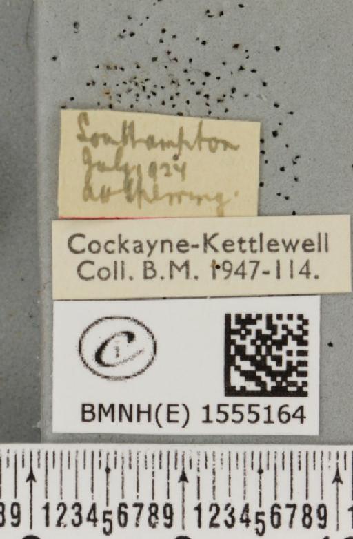 Clostera curtula ab. brunnescens Lempke, 1937 - BMNHE_1555164_label_249612