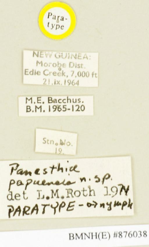 Panesthia papuensis Roth, 1979 - Panesthia papuensis Roth, 1979, male, paratype, labels. Photographer: Edward Baker. BMNH(E)#876038