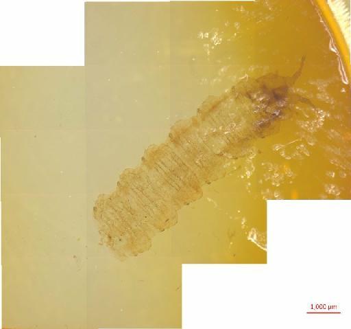 Histeridae Gyllenhal, 1808 - 010133297___1