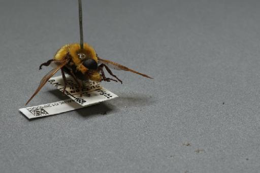 Volucella bombylans (Linnaeus, 1758) - 012530564_additional_4