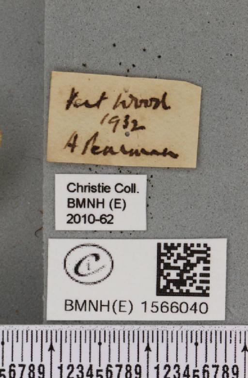 Pseudoips prasinana britannica (Warren, 1913) - BMNHE_1566040_label_294152