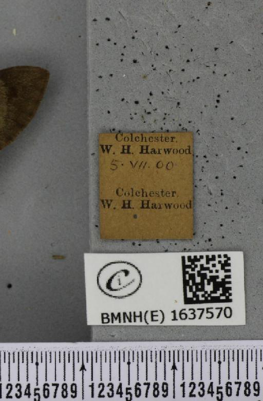 Macroglossum stellatarum (Linnaeus, 1758) - BMNHE_1637570_label_206255