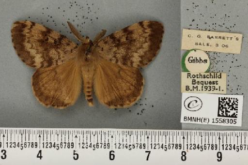 Lymantria dispar ab. brunnea Schulze, 1910 - BMNHE_1558305_252586