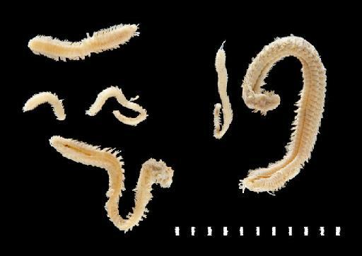 Nereis agulhana Day, 1963 - Polychaete type specimen; Nereidae; 1963.1.61-+62+64