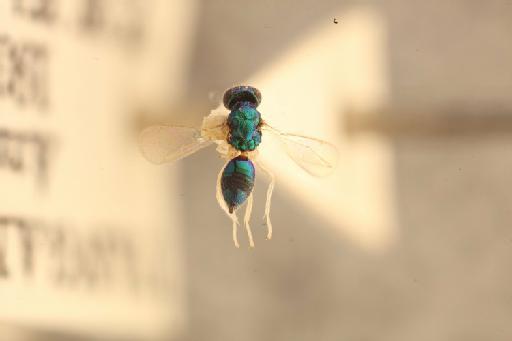Apleurotropis lamellata (Kerrich, 1969) - 010838740_Apleurotropis_lamellata_HT-5-2353_hab-lat-x5