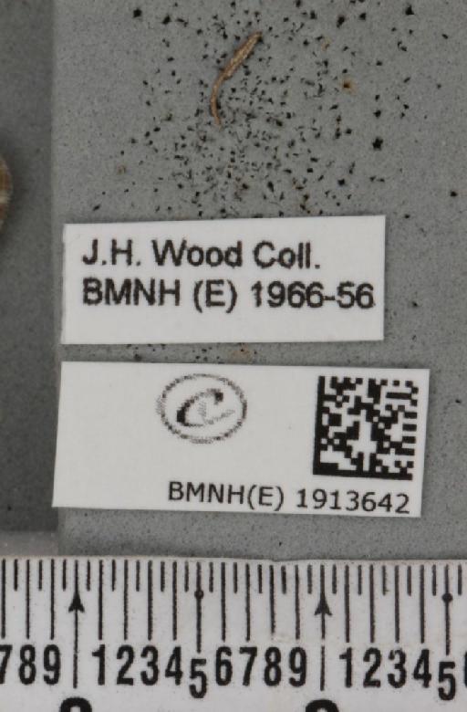 Aethalura punctulata (Denis & Schiffermüller, 1775) - BMNHE_1913642_label_485535