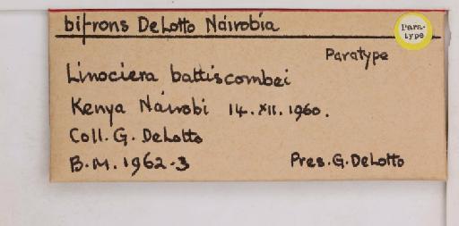 Nairobia bifrons De Lotto, 1964 - 010715143_additional