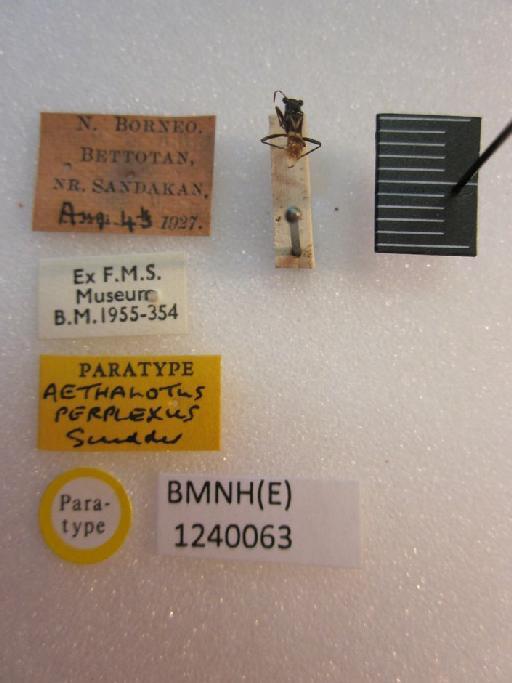 Aethalotus perplexus Scudder, 1972 - Aethalotus perplexus-BMNH(E)1240063-Paratype  dorsal & labels