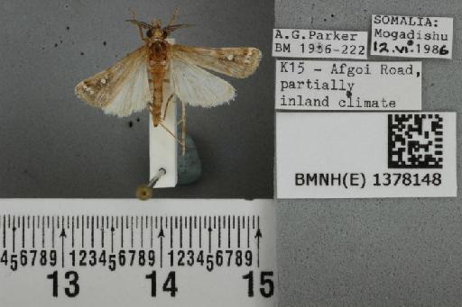 Prionapteryx rubrifusalis (Hampson, 1919) - BMNH(E) 1378148 Surattha rubrifusalis Hampson dorsal & labels