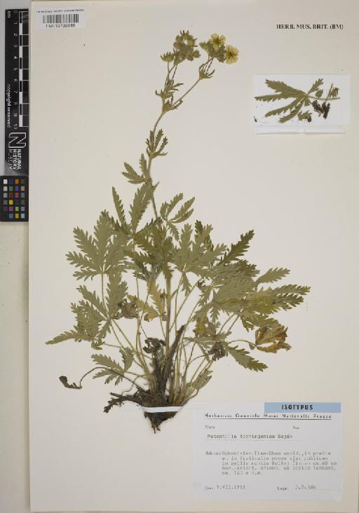 Potentilla tschimganica Soják - BM013730985