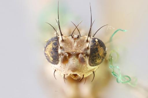 Anastomyza discalis Malloch, 1933 - 010862696 Anastomyza discalis holotype male head frontal 2