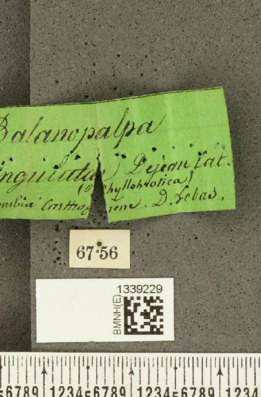 Isotes puella (Baly, 1886) - BMNHE_1339229_label_21884