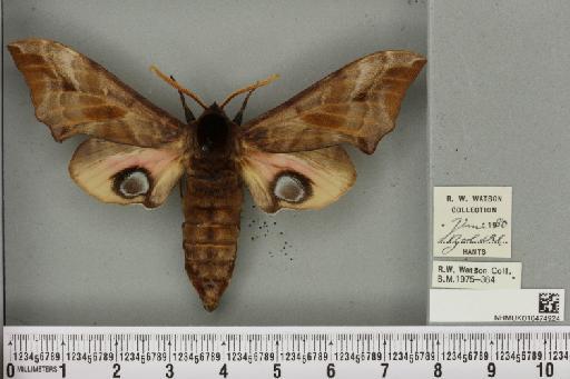 Smerinthus ocellata ab. deroseata Lempke, 1959 - NHMUK_010474924_525268