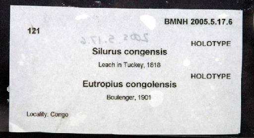 Eutropius congolensis Boulenger, 1901 - 2005.5.17.6; Silurus congensis; image of jar label; ACSI project image