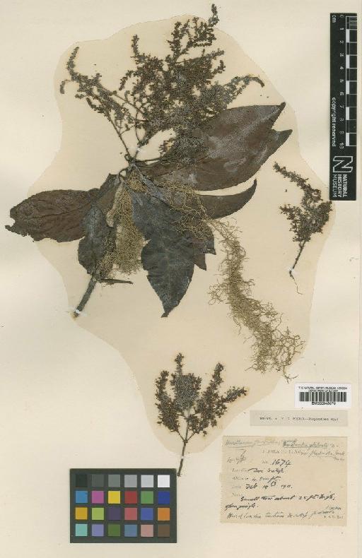 Wendlandia tinctoria (Roxb.) DC. - BM000945070