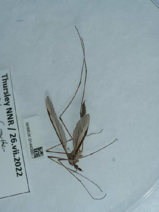 Tipula oleracea - 014438617_3