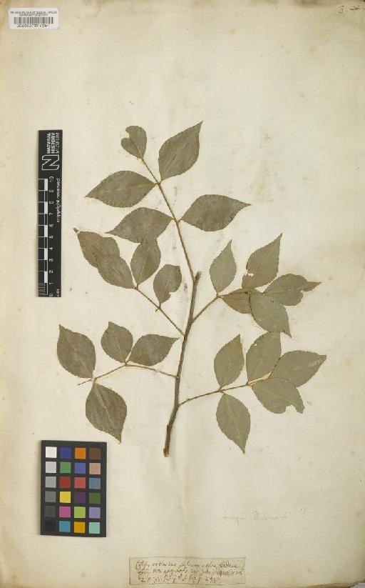 Amyris balsamifera L. - BM000593757