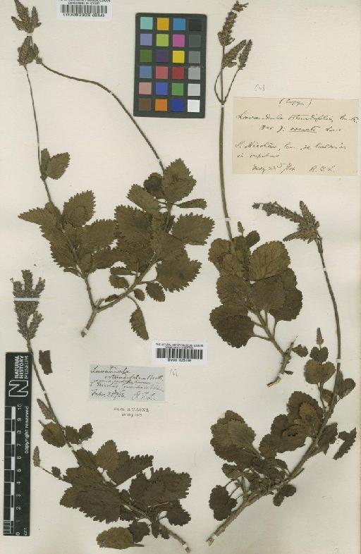 Lavandula rotundifolia var. crenata Lowe ex Sunding - BM001025168