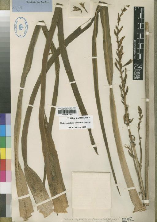 Chlorophytum stolzii (K.Krause) Kativu - BM000911750