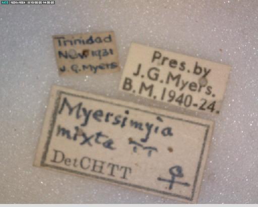 Exoristoides mixta (Townsend, 1935) - Exoristoides mixta HT labels 1