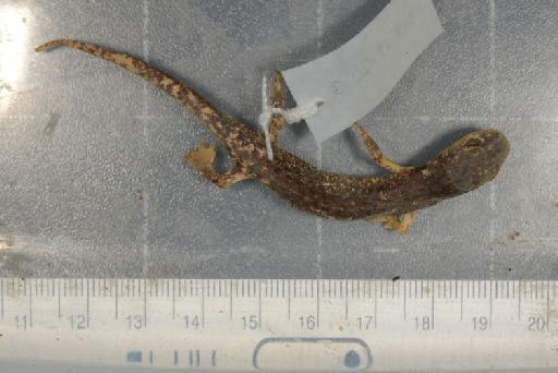 Hydromantes italicus strinatii - Image of specimen 1918.12.20.3