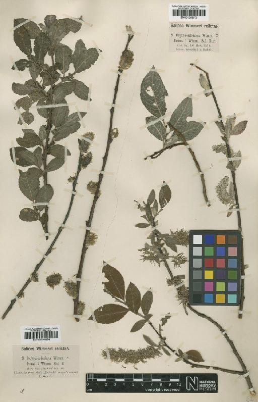 Salix silesiaca Willd. - BM001066875