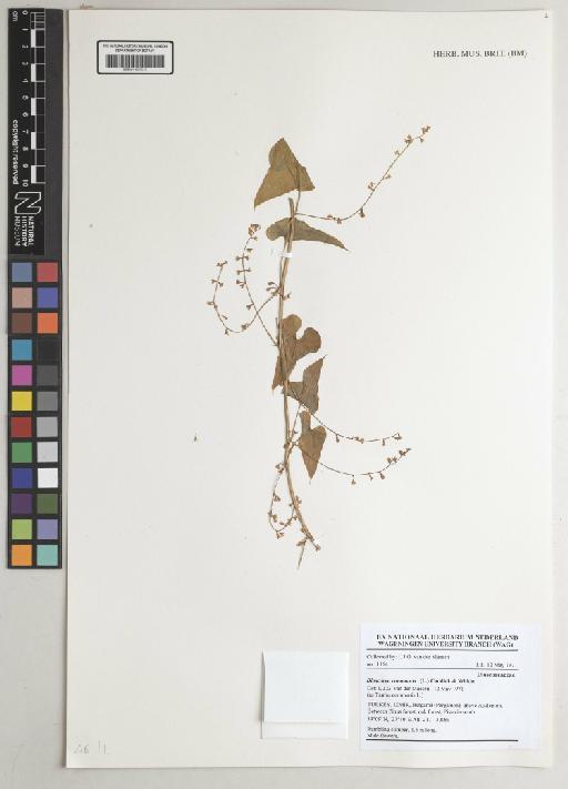 Dioscorea communis (L.) Caddick & Wilkin - 001191619