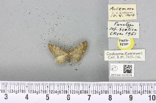 Eupithecia vulgata (Haworth, 1809) - BMNHE_1819674_392221