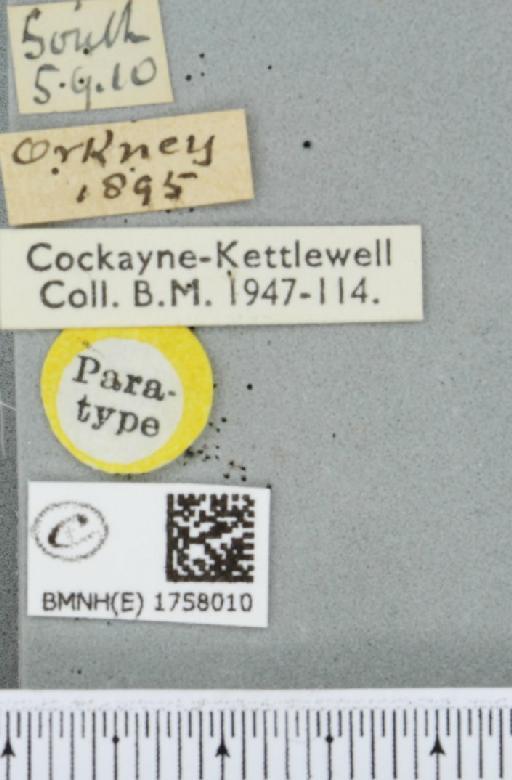 Thera juniperata orcadensis Cockayne, 1950 - BMNHE_1758010_label_356948