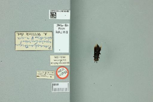 Parachartergus apicaloides Willink, 1959 - 010636401_Labels_Dorsal